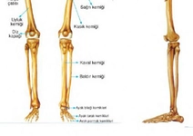 Baldır Kemiği Türleri ve Özellikleri